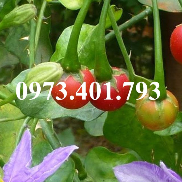 CÂY GIỐNG CÀ GAI LEO